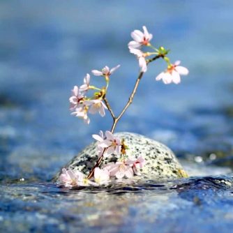 Nulla Due Volte – Wislawa Szymborska